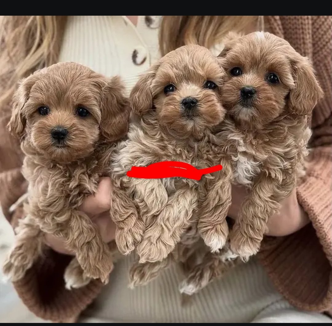 Maltipoo puppies